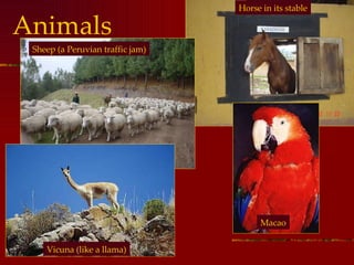 Animals Horse in its stable Sheep (a Peruvian traffic jam) Vicuna (like a llama) Macao 