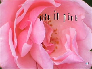 life in pink 