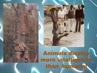 Animals display
more intelligence
 than humans!
 