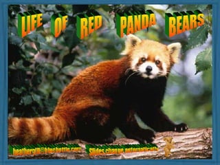 LIFE OF RED PANDA BEARS [email_address] Slides change automatically 