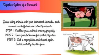 Rumination In Animals Life-Processes-in-Animals.pdf priyanshum | PDF