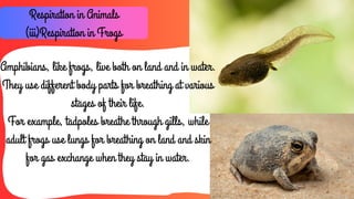 Life-Processes-in-Animals.pdf priyanshum | PDF