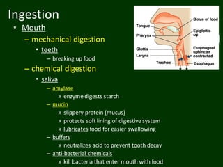 Ingestion
• Mouth
– mechanical digestion
• teeth
– breaking up food
– chemical digestion
• saliva
– amylase
» enzyme digests starch
– mucin
» slippery protein (mucus)
» protects soft lining of digestive system
» lubricates food for easier swallowing
– buffers
» neutralizes acid to prevent tooth decay
– anti-bacterial chemicals
» kill bacteria that enter mouth with food
 