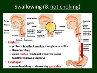 Swallowing (& not choking)
• Epiglottis
– problem:breathe & swallowthrough same orifice
– flap of cartilage
– closes trachea (windpipe) when swallowing
– foodtravels down esophagus
• Esophagus
– move foodalong to stomach by peristalsis
 