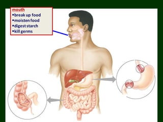 mouth
breakup food
moistenfood
digeststarch
kill germs
 