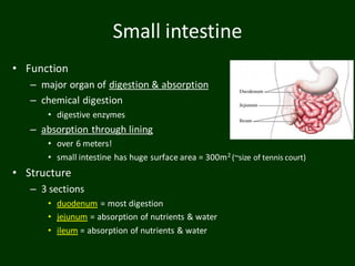 Small intestine
• Function
– major organ of digestion & absorption
– chemical digestion
• digestive enzymes
– absorption through lining
• over 6 meters!
• small intestine has huge surface area = 300m2 (~size of tennis court)
• Structure
– 3 sections
• duodenum = most digestion
• jejunum = absorption of nutrients & water
• ileum = absorption of nutrients & water
 