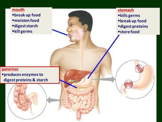 stomach
kills germs
breakup food
digestproteins
storefood
pancreas
produces enzymes to
digestproteins & starch
mouth
breakup food
moistenfood
digeststarch
kill germs
 