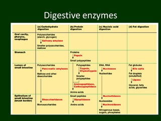 Digestive enzymes
 