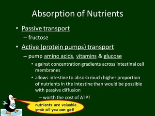 Absorption of Nutrients
• Passive transport
– fructose
• Active (protein pumps) transport
– pump amino acids, vitamins & glucose
• against concentration gradients across intestinal cell
membranes
• allows intestine to absorb much higher proportion
of nutrients in the intestine than would be possible
with passive diffusion
– worth the cost of ATP!
nutrients are valuable…
grab all you can get!
 