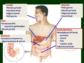 small intestines
breakdownall foods
- proteins
- starch
- fats
- nucleic acids
absorbnutrients
stomach
kills germs
breakup food
digestproteins
storefood
pancreas
produces enzymes to
digestproteins & starch
liver
produces bile
- storedin gall bladder
breakup fats
mouth
breakup food
moistenfood
digeststarch
kill germs
 