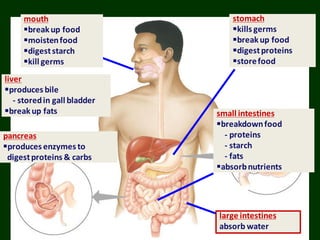 stomach
kills germs
breakup food
digestproteins
storefood
small intestines
breakdownfood
- proteins
- starch
- fats
absorbnutrients
pancreas
produces enzymes to
digestproteins & carbs
liver
produces bile
- storedin gall bladder
breakup fats
large intestines
absorb water
mouth
breakup food
moistenfood
digeststarch
kill germs
 