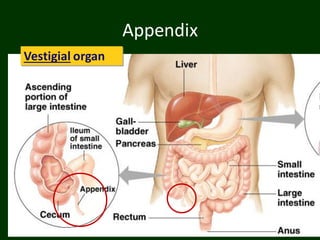 Appendix
Vestigial organ
 
