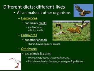 Different diets; different lives
• All animals eat other organisms
– Herbivores
• eat mainly plants
– gorillas, cows,
rabbits, snails
– Carnivores
• eat other animals
– sharks, hawks, spiders, snakes
– Omnivores
• eat animals & plants
– cockroaches, bears, raccoons, humans
– humans evolved as hunters, scavengers & gatherers
 