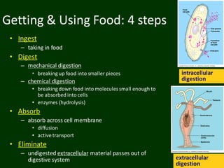 Getting & Using Food: 4 steps
• Ingest
– taking in food
• Digest
– mechanical digestion
• breaking up food into smaller pieces
– chemical digestion
• breaking down food into molecules small enough to
be absorbed into cells
• enzymes (hydrolysis)
• Absorb
– absorb across cell membrane
• diffusion
• active transport
• Eliminate
– undigested extracellular material passes out of
digestive system
intracellular
digestion
extracellular
digestion
 