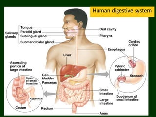 Human digestive system
 