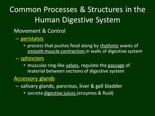Common Processes & Structures in the
Human Digestive System
• Movement & Control
– peristalsis
• process that pushes food along by rhythmic waves of
smooth muscle contraction in walls of digestive system
– sphincters
• muscular ring-like valves, regulate the passage of
material between sections of digestive system
• Accessory glands
– salivary glands, pancreas, liver & gall bladder
• secrete digestive juices (enzymes & fluid)
 