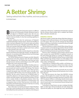 FEATURE




   A Better Shrimp
   Seeking seafood that’s fitter, healthier, and more productive.
   by Anchalee Kongrut




   B
           unjonk Nissapawanich’s shrimp farm appears no different           smaller than wild species,’’ said Bunjonk. But Morakot is pleased
           from the tens of thousands of similar operations found in         that the shrimp remain healthy and is confident that further
           and adjacent to Thailand’s aquatic areas. But were one            efforts will yield a desirable size.
   to take note of the constant stream of researchers who regularly
   visit his 18-hectare facility, it’s clear that something significant is   FINDING A NICHE
   under way here.                                                           Also known as giant or jumbo tiger shrimp, black tiger shrimp are
       Indeed, nothing less than the maintenance of Thailand’s               the largest in the world, growing up to 36 cm long, and weighing
   worldwide leadership in shrimp exports, valued at $2.64 billion in        up to 650 grams. They were once the mainstay for Thai shrimp
   2009, is tied up in Bunjonk’s rows of concrete tanks and earthen          farmers until disease and declines in natural broodstock brought
   ponds located 100 km east of Bangkok. Specifically, efforts are           production to a standstill in 2002.
   under way to produce black tiger shrimp (Penaeus monodon) that                This forced farmers to switch to Pacific White shrimp (Penaeus
   are faster growing, more disease resistant and of more uniform            vannamei) and to use broodstock imported from Hawaii. Smaller
   size than anywhere else in the world.                                     and less expensive to raise, Pacific White shrimp now represents
       “Our dream is to have other countries depend on us when they          98 percent of shrimp farmed and exported from Thailand.
   look for good disease-free black tiger shrimp,’’ says Morakot Tan-            However, fierce competition among shrimp exporters from
   ticharoen, vice president of the National Science and Technology          other countries has caused BIOTEC to emphasize research on
   Development Agency (NSTDA).                                               the pricier black tiger shrimp as a strategy for Thailand to stay
       The NSTDA Shrimp Research Program provides Bunjonk’s                  one step ahead. While Thailand’s yield per hectare in both Pacific
   domesticated stock that originates from the Gulf of Thailand              White and black tiger shrimp remains one of the highest in the
   and the Andaman Sea. The shrimp that reach him have gone                  world, the sector is facing increased competition from Vietnam,
   through extensive selection and breeding to ensure SPF (specific          China, India, and Indonesia.
   pathogen-free) stock and growth quality.                                      “In the long run, Thailand will be unable to sell shrimp as a
       First, workers quarantine the candidate breeding stock at a           commodity because competitors will have lower labor costs. We
   research facility in Nakhon Si Thammarat province, where they             have to sell a premium product to a high-end, niche market,’’
   are screened and reared to produce SPF shrimp. The Nucleus                says Morakot.
   Breeding Center, another laboratory in Surat Thani province,                  Pacific White shrimp currently commands $6–$7 per kilo-
   evaluates the genetic traits of the SPF stocks. Currently, there          gram, while black tiger shrimp can fetch upwards of two to three
   are 30 distinct SPF breeding stock (broodstock) families, and             times this price.
   BIOTEC (the life science research arm of NSTDA) plans to                      The Thai government also hopes that BIOTEC’s shrimp
   expand the collection to 200. Cross-breeding is aided by genetic          program will strengthen the country’s food safety image, some-
   analysis and DNA markers. SPF broodstock prototypes are then              thing that is becoming increasingly important to importers. BIO-
   sent to another facility in Chanthaburi province, where they              TEC’s broodstock will have an advantage should countries place
   reproduce, before arriving at Bunjonk’s in Chacheongsao and               bans on wild shrimp due to environmental or disease concerns,
   a companion’s farm in Surat Thani province in the South, and              since it’s much easier to test domesticated farmed shrimp brood-
   Chantaburi and Chachoengsao provinces in the East, for rearing            stock for food safety.
   and circulation to commercial farmers.                                        “In the future we hope farmers can open a catalogue that high-
       Since 2007, these two hatchery farms have helped distribute           lights our black tiger shrimp broodstock and order shrimp that
   more than 3,000 broodstock and 30 million postlarvae. “So far             represent the quality, size, and weight they want,’’ adds Morakot.
   the feedback from the local farmers is not great, as the shrimp are



4 8 THE SCIENTIST Supplement May 2010
 