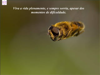 Viva a vida plenamente, e sempre sorria, apesar dos momentos de dificuldade. 