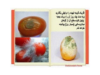 Life without light-1