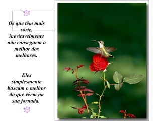 Os que têm mais sorte, inevitavelmente não conseguem o melhor dos melhores. Eles simplesmente buscam o melhor do que vêem na sua jornada.  
