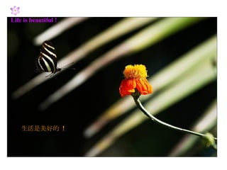 Life is beautiful ! 生活是美好的  ! 