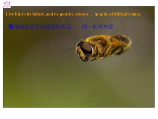 Live life to its fullest, and be positive always … in spite of difficult times. 用積極思想去拓展您的生活，拋開一切不如意 