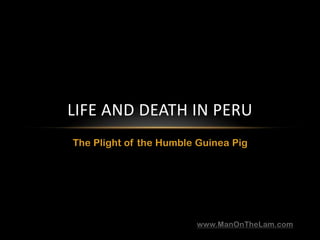 The Plight of the Humble Guinea Pig Life and Death in Peru www.ManOnTheLam.com 