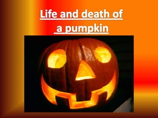 Life and death of  a pumpkin 