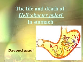 The life and death of 
Helicobacter pylori 
in stomach 
Davoud azadi 
 