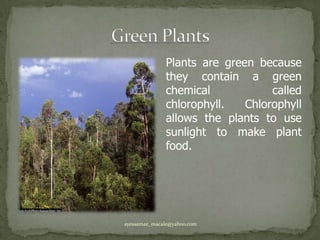 Green PlantsPlants are green because they contain a green chemical called chlorophyll. Chlorophyll allows the plants to use sunlight to make plant food.ayessamae_macale@yahoo.com