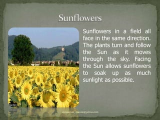 SunflowersSunflowers in a field all face in the same direction. The plants turn and follow the Sun as it moves through the sky. Facing the Sun allows sunflowers to soak up as much sunlight as possible.ayessamae_macale@yahoo.com