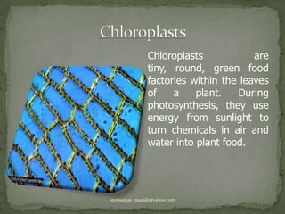 ChloroplastsChloroplasts are tiny, round, green food factories within the leaves of a plant. During photosynthesis, they use energy from sunlight to turn chemicals in air and water into plant food.ayessamae_macale@yahoo.com