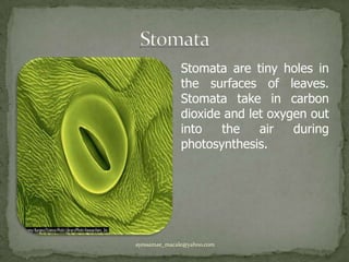StomataStomata are tiny holes in the surfaces of leaves. Stomata take in carbon dioxide and let oxygen out into the air during photosynthesis.ayessamae_macale@yahoo.com