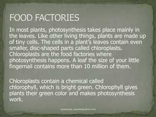 In most plants, photosynthesis takes place mainly in the leaves. Like other living things, plants are made up of tiny cells. The cells in a plant’s leaves contain even smaller, disc-shaped parts called chloroplasts. Chloroplasts are the food factories where photosynthesis happens. A leaf the size of your little fingernail contains more than 10 million of them. Chloroplasts contain a chemical called chlorophyll, which is bright green. Chlorophyll gives plants their green color and makes photosynthesis work.FOOD FACTORIESayessamae_macale@yahoo.com