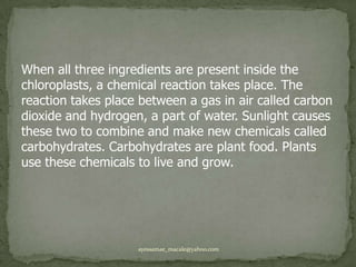 When all three ingredients are present inside the chloroplasts, a chemical reaction takes place. The reaction takes place between a gas in air called carbon dioxide and hydrogen, a part of water. Sunlight causes these two to combine and make new chemicals called carbohydrates. Carbohydrates are plant food. Plants use these chemicals to live and grow.ayessamae_macale@yahoo.com