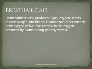 Photosynthesis also produces a gas, oxygen. Plants release oxygen into the air. Humans and other animals need oxygen to live. We breathe in the oxygen produced by plants during photosynthesis.BREATHABLE AIRayessamae_macale@yahoo.com