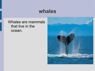 whales ,[object Object]