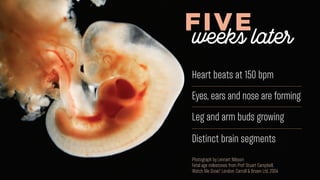 FIVE
Heart beats at 150 bpm
Eyes, ears and nose are forming
Leg and arm buds growing
Distinct brain segments
weeks later
P...