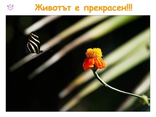 Животът е прекрасен!!! 