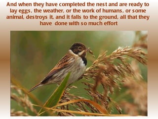 And when they have completed the nest and are ready to  lay eggs, the weather, or the work of humans, or some  animal, destroys it, and it falls to the ground, all that they  have  done with so much effort 