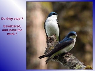 Do they stop ? Bewildered, and leave the work ? 