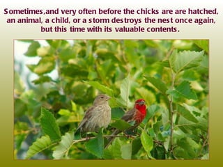 Sometimes,and very often before the chicks are are hatched, an animal, a child, or a storm destroys the nest once again, but this time with its valuable contents.  
