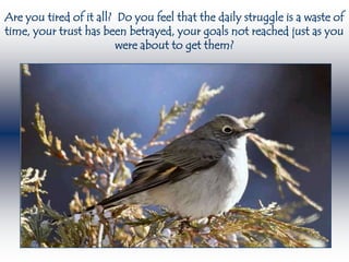 Are you tired of it all? Do you feel that the daily struggle is a waste of
time, your trust has been betrayed, your goals not reached just as you
                         were about to get them?
 