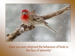 Have you ever observed the behaviour of birds in
             the face of adversity?
 