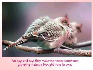 For days and days they make their nests, sometimes
    gathering materials brought from far away
 