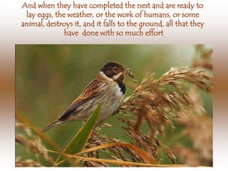 And when they have completed the nest and are ready to
 lay eggs, the weather, or the work of humans, or some
animal, destroys it, and it falls to the ground, all that they
              have done with so much effort
 