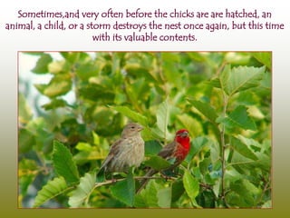 Sometimes,and very often before the chicks are are hatched, an
animal, a child, or a storm destroys the nest once again, but this time
                        with its valuable contents.
 
