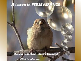 A lesson in PERSEVERANCE
Musique : Songbird – Barbra Streisand
Click to advance
 