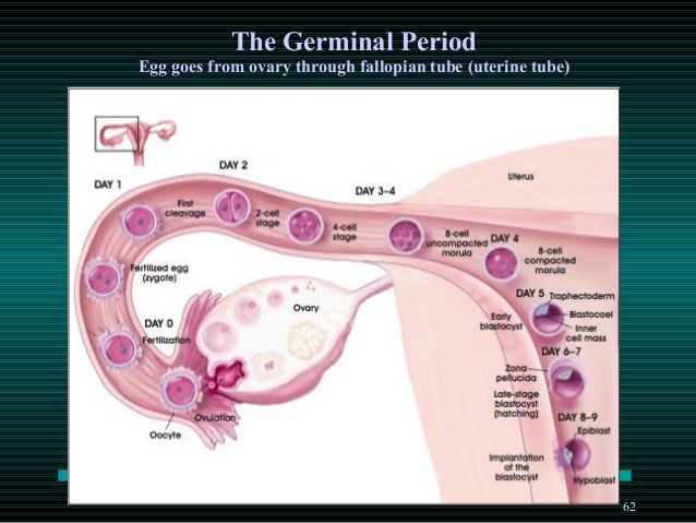 Diagram Of Fallopian Tube Ovary Zygote
