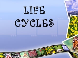 LIFE
CYCLES
 